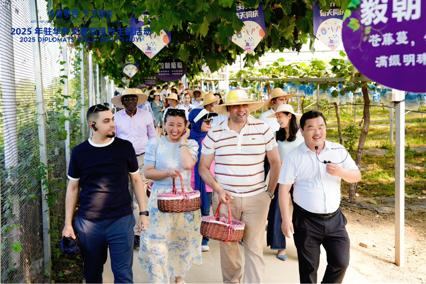 智慧“種”進葡萄園 駐華外交官品讀鄉(xiāng)村振興“中國甜”_fororder_圖片3