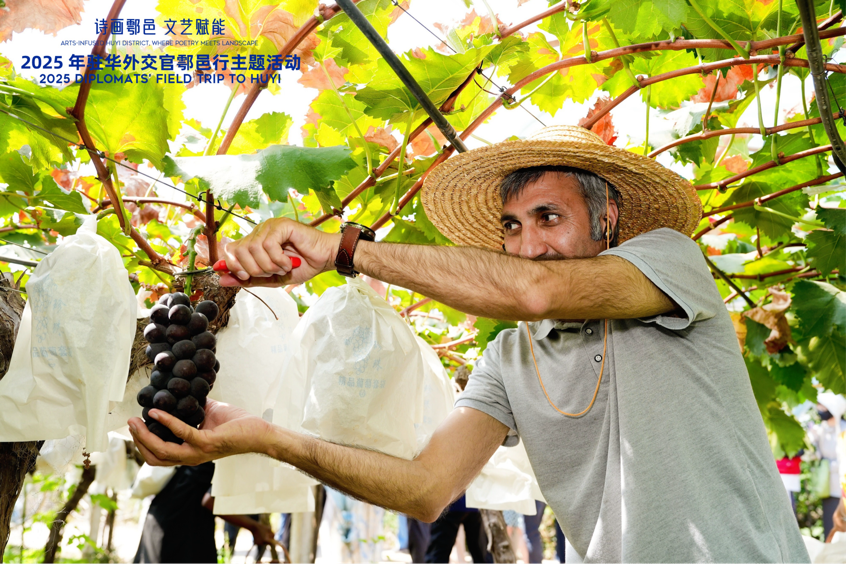 智慧“種”進葡萄園 駐華外交官品讀鄉(xiāng)村振興“中國甜”_fororder_圖片6