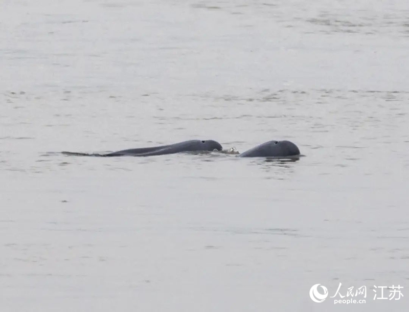 在南京長江新濟洲國家濕地公園拍到的江豚。人民網(wǎng)記者 王丹丹攝