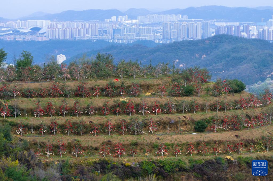 【高質(zhì)量發(fā)展看陜西】“上天”的延安蘋果，蘊藏哪些新質(zhì)生產(chǎn)力