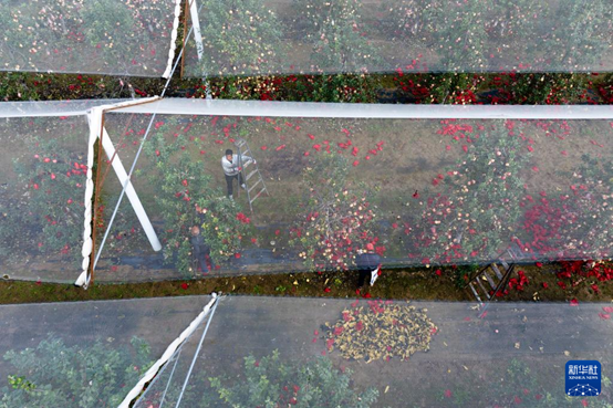 【高質(zhì)量發(fā)展看陜西】“上天”的延安蘋果，蘊藏哪些新質(zhì)生產(chǎn)力