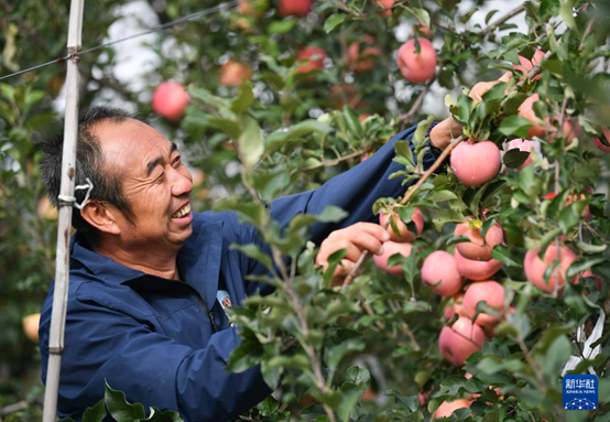 【高質(zhì)量發(fā)展看陜西】“上天”的延安蘋果，蘊藏哪些新質(zhì)生產(chǎn)力