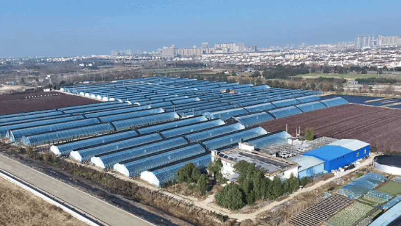 洋縣東聯(lián)村藍(lán)莓基地航拍。洋縣融媒體供圖