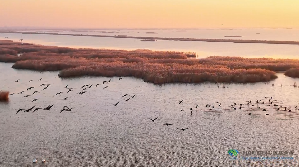 “兩山”理念與美麗中國丨濕地與候鳥，一場歲歲年年的相守