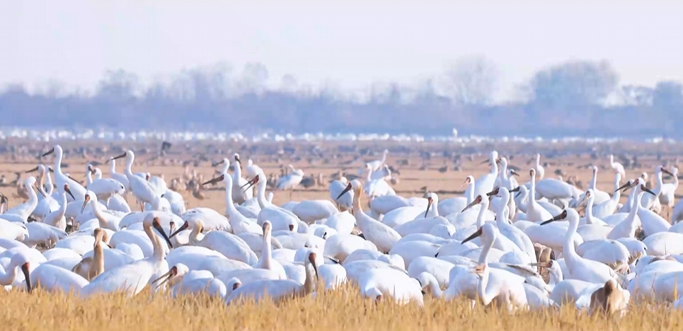 “兩山”理念與美麗中國丨濕地與候鳥，一場歲歲年年的相守