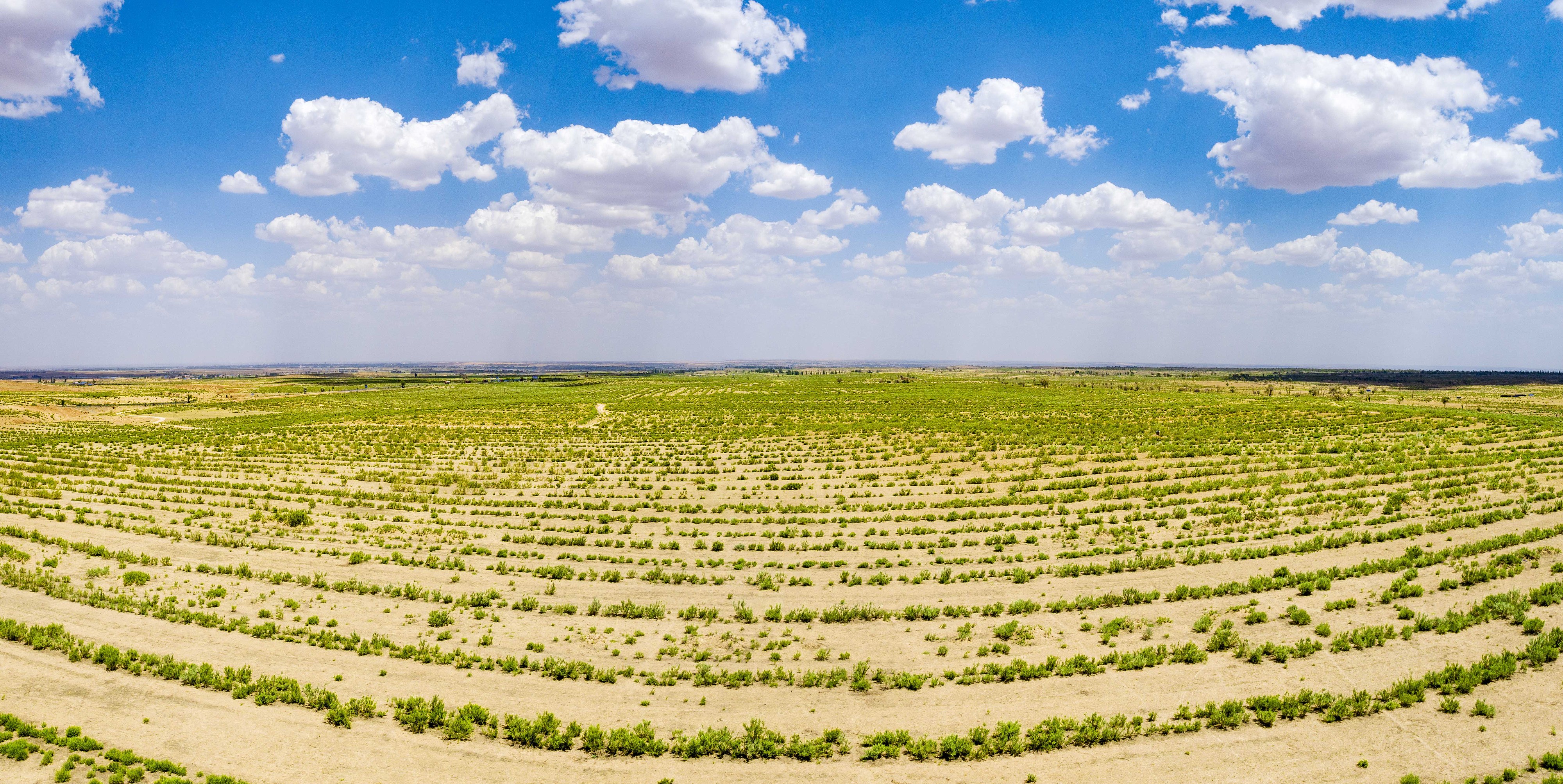 2023年6月7日，內蒙古鄂爾多斯，毛烏素沙漠。
