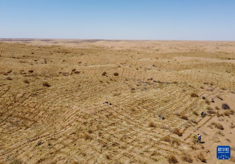 2024年4月10日，群眾在古浪縣八步沙林場麻黃塘沙區(qū)用草方格壓沙。新華社發(fā)（無人機(jī)照片）