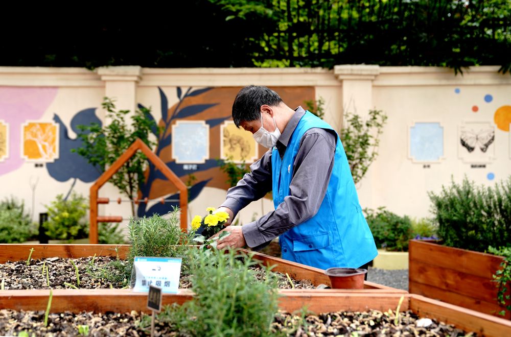 上海市長寧區(qū)虹旭小區(qū)居民在整理改造社區(qū)花園。居民們把堆肥箱里發(fā)酵出來的“綠色材料”和土壤拌在一起鋪在種植箱中（2020年4月22日攝）。新華社記者 張建松 攝