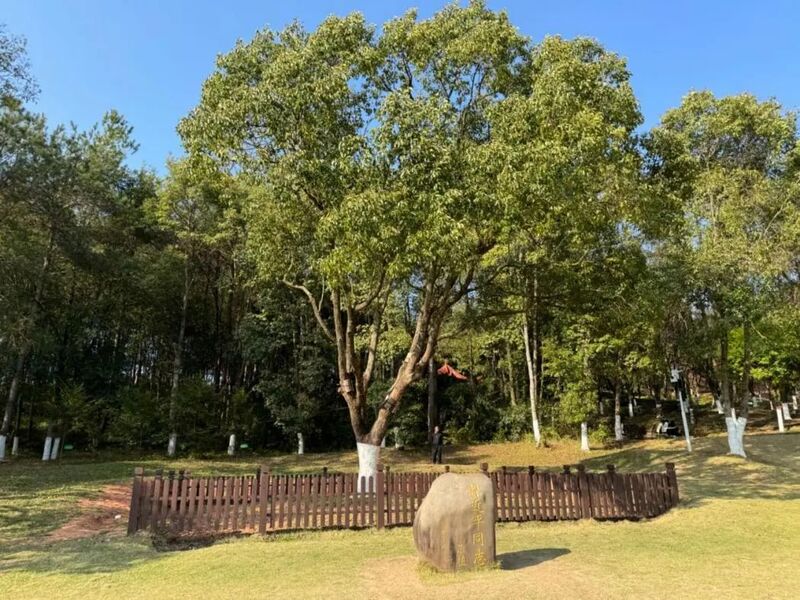 習(xí)近平同志為福建省長汀縣水土保持科教園捐種的香樟樹。圖源：學(xué)習(xí)時(shí)報(bào)