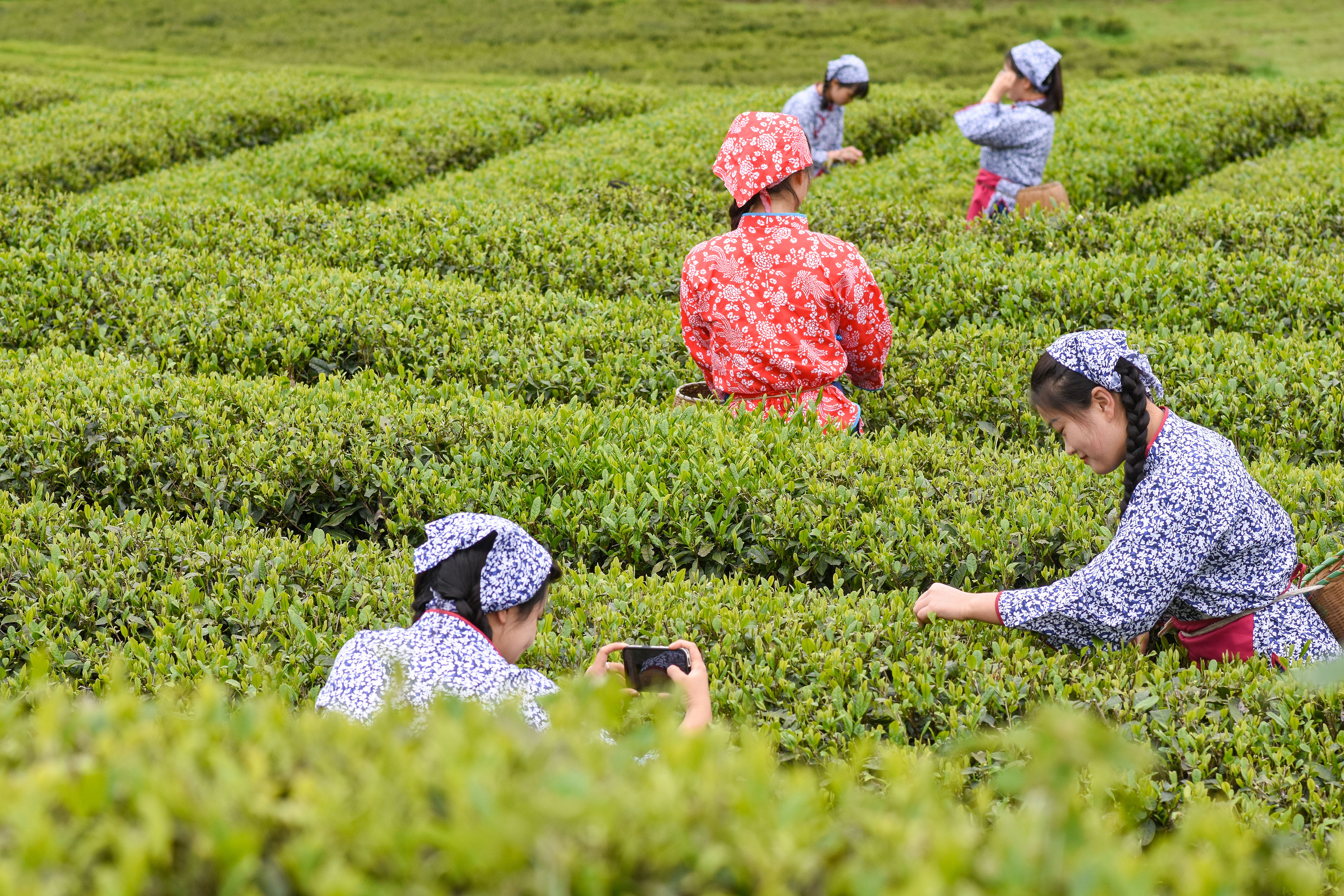 2023年4月6日，游客在貴州省銅仁市江口縣怒溪鎮(zhèn)駱象村生態(tài)茶園體驗采茶樂趣。