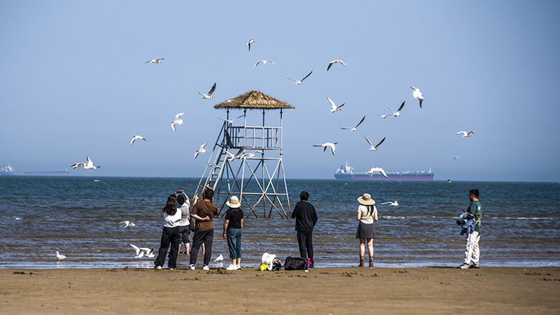 2024年5月12日，河北秦皇島，北戴河鴿子窩公園成群海鷗在天空中自由翱翔，與大海、藍(lán)天構(gòu)成了一幅美麗的畫卷。