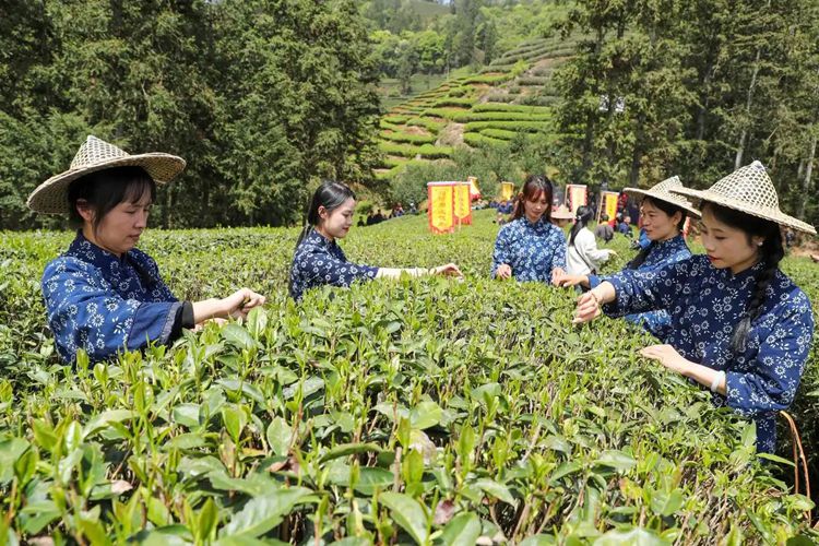 2025年4月13日，福建武夷山市星村鎮(zhèn)朝陽村茶農(nóng)在生態(tài)茶園展示采茶。新華社發(fā)（邱汝泉 攝）
