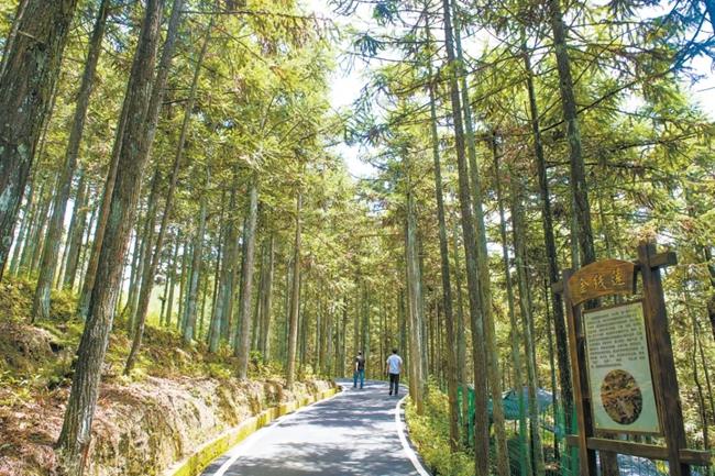 福建周寧縣黃振芳家庭林場。（圖源：央視新聞）