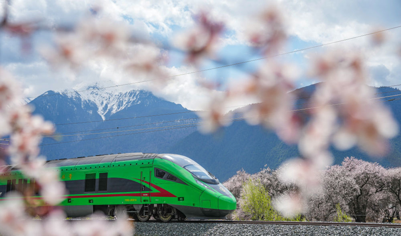 2025年4月2日，復(fù)興號(hào)列車穿行在拉林鐵路林芝段。