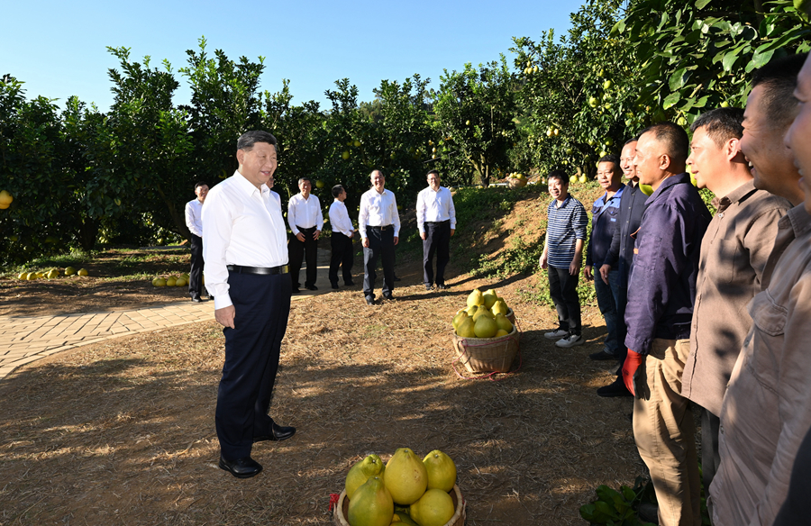 2025年11月7日，習近平總書記在梅州市梅縣區(qū)雁洋鎮(zhèn)南福金柚種植基地考察時，同果農和農技人員親切交流。