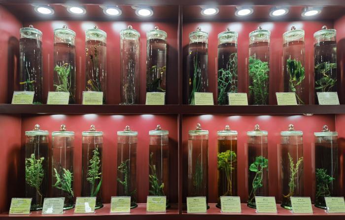 圖為藏藥藥材標(biāo)本。???張海?? ??.jpg