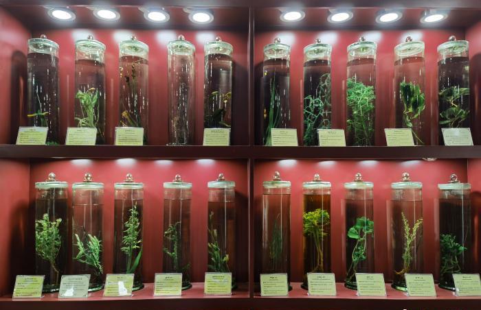 圖為藏藥藥材標本。???張海?? ??.jpg