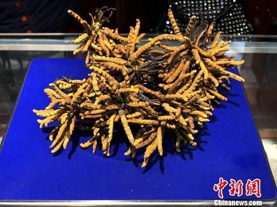 圖為冬蟲夏草?！O睿 攝