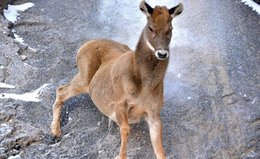 活躍在青海省海西州柏樹山的白唇鹿。巴圖那生攝