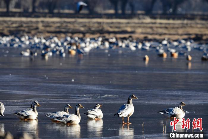 圖為拉薩市林周縣境內越冬的候鳥。　貢嘎來松 攝