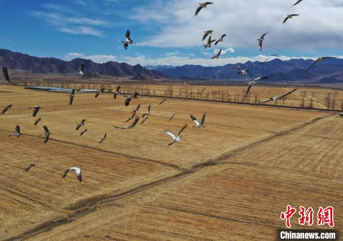 圖為黑頸鶴在拉薩市林周縣境內飛翔。　貢嘎來松 攝