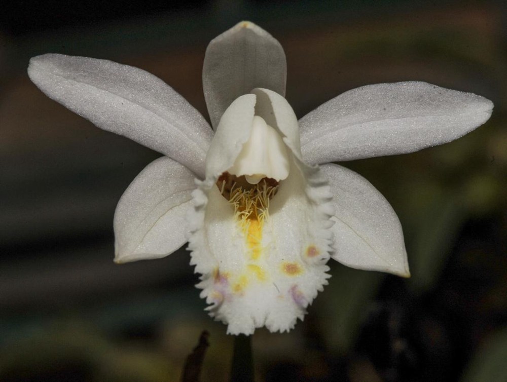 毛唇獨(dú)蒜蘭。 金效華攝