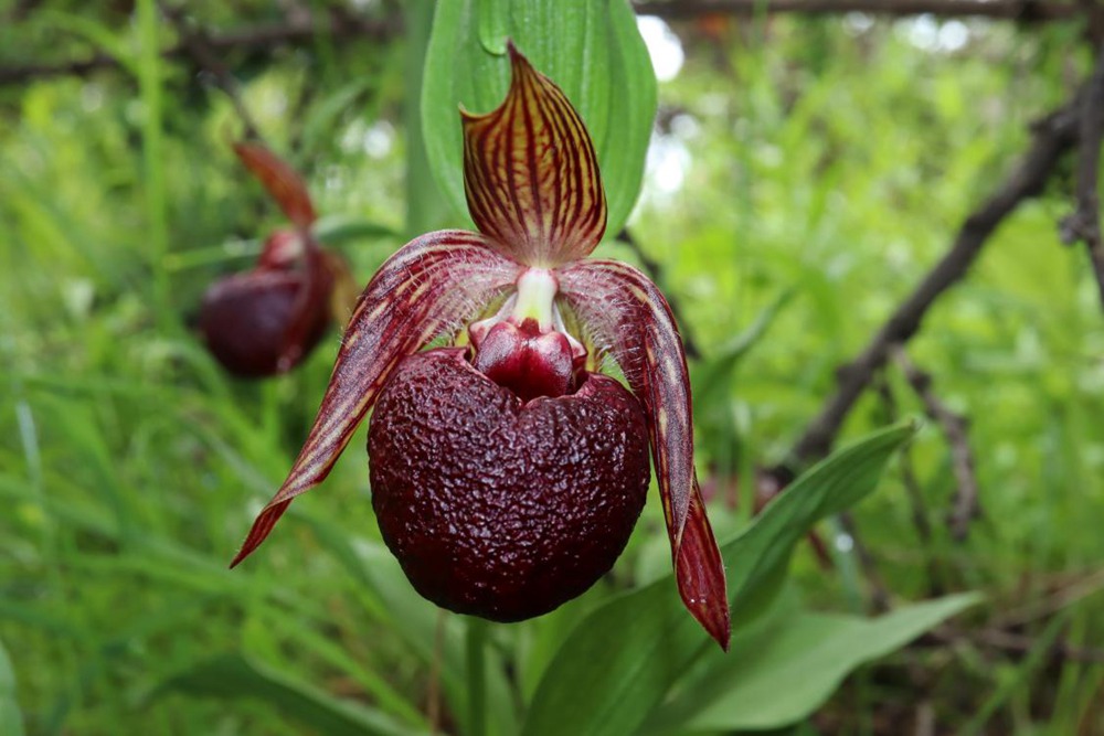 波密灼蘭。王翰臣攝