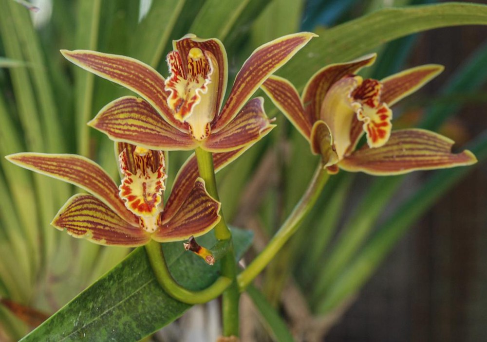 黃嬋蘭。李劍武攝