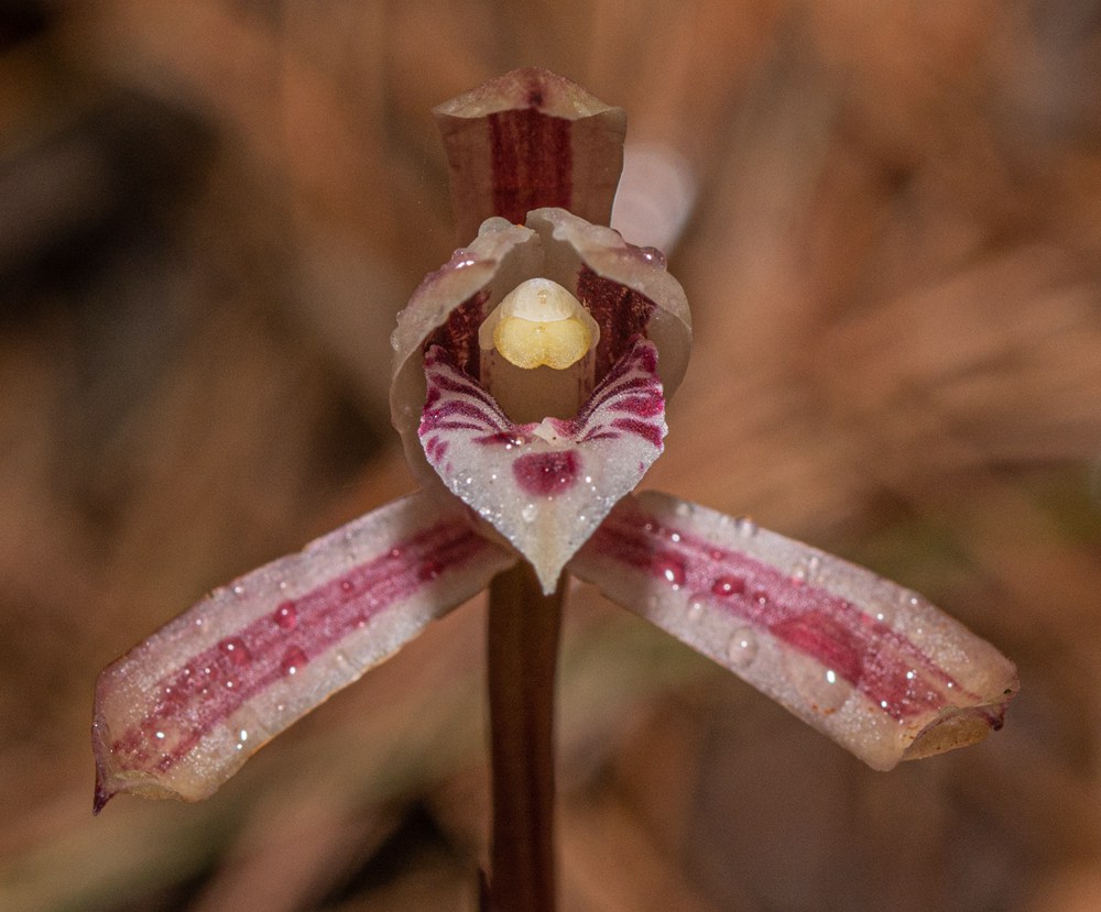 大根蘭。葉超攝