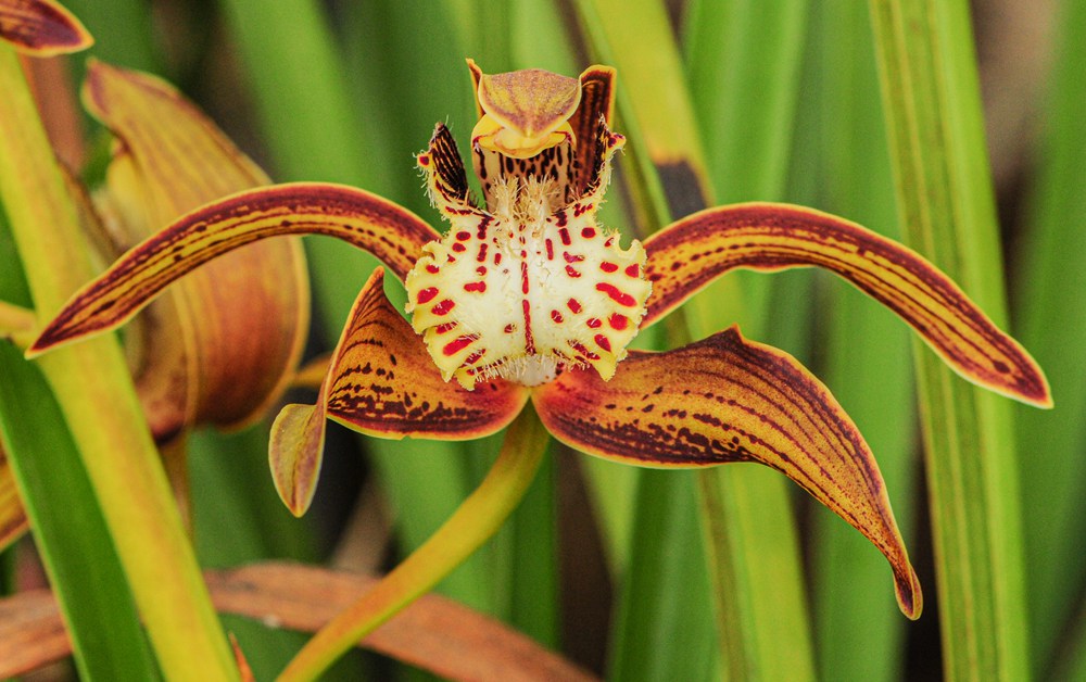 西藏虎頭蘭。李劍武攝