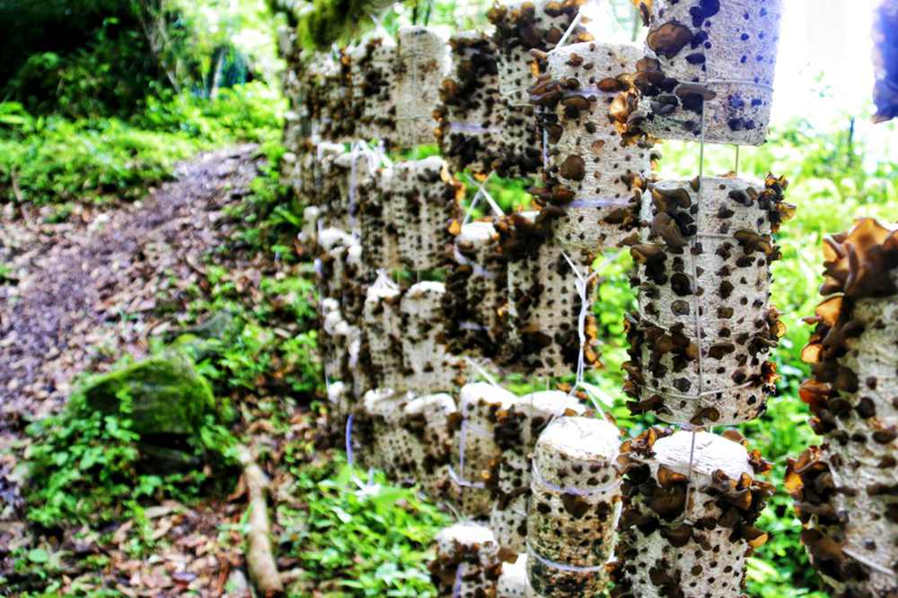 生長中的木耳。次仁央宗攝