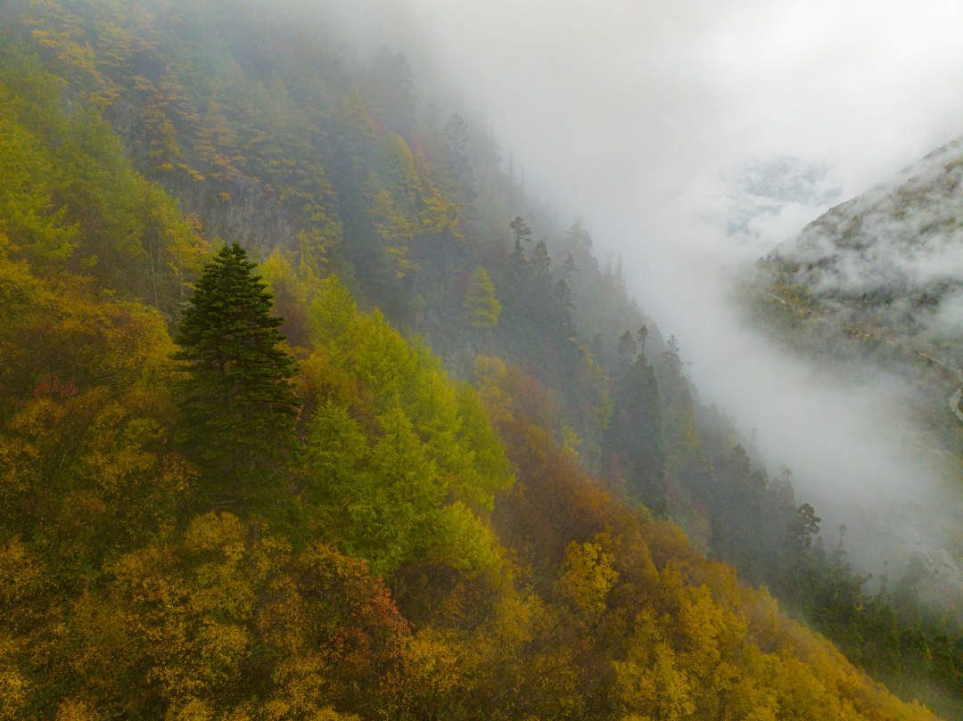 云纏霧繞，層林盡染。