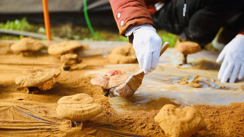 采收靈芝孢子粉。