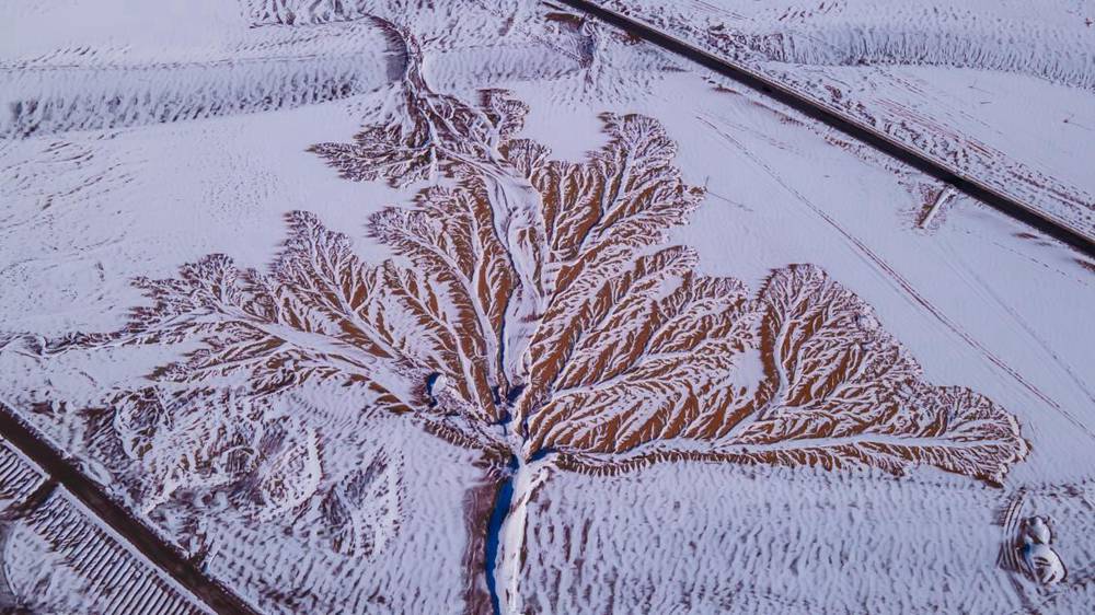 雪中“大樹”。邊巴多吉攝