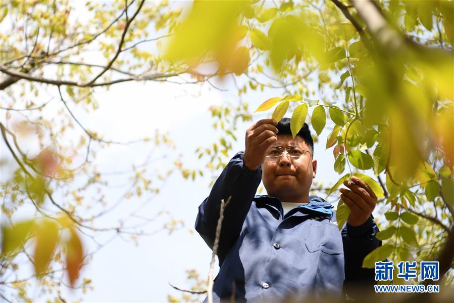 （脫貧攻堅(jiān)·圖片故事）（4）“90后新農(nóng)人”的返鄉(xiāng)致富路