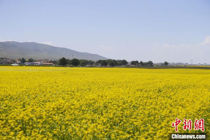 圖為青海湖畔油菜花海?！●R銘言 攝