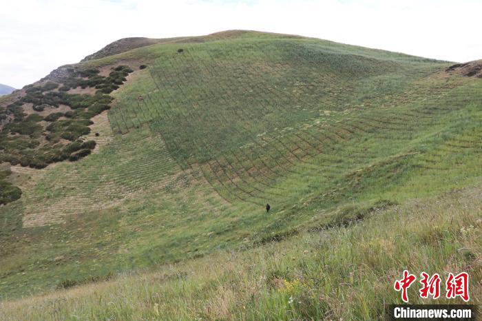 四川省阿壩州若爾蓋縣草原沙化治理后。若爾蓋縣林業(yè)和草原局供圖