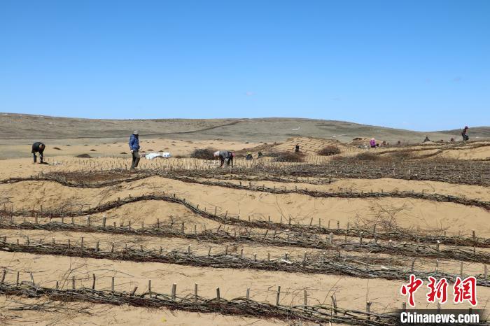 工作人員編織高山柳沙障。若爾蓋縣林業(yè)和草原局供圖