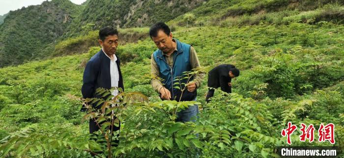 圖為張金利調(diào)研適合阿拉村種植的農(nóng)作物，經(jīng)過不斷改良技術(shù)后，產(chǎn)量大大提高。(資料圖)甘肅省水利廳供圖