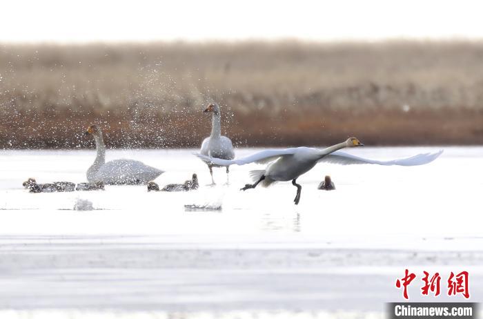 四川省阿壩州若爾蓋縣麥溪鄉(xiāng)的大天鵝?！“苍?攝