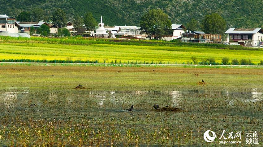 納帕海成為鳥類遷徙停留地。呂昊辰攝