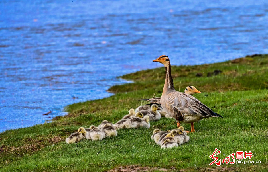 三江源國(guó)家公園正式設(shè)立，這是青海生態(tài)文明建設(shè)的新答卷