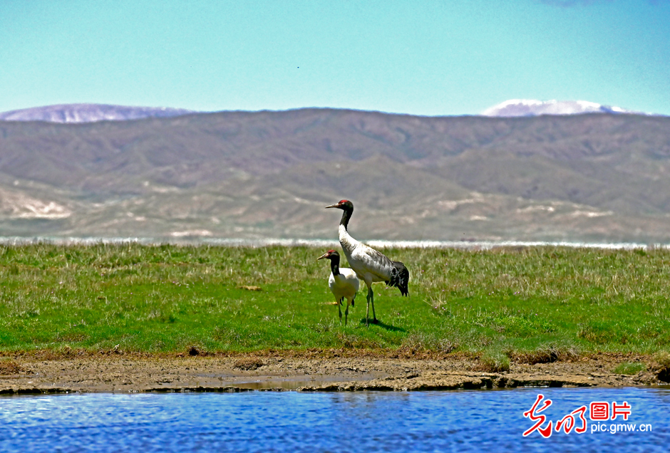 三江源國(guó)家公園正式設(shè)立，這是青海生態(tài)文明建設(shè)的新答卷