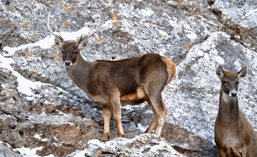 活躍在青海省海西州柏樹山的白唇鹿。巴圖那生攝