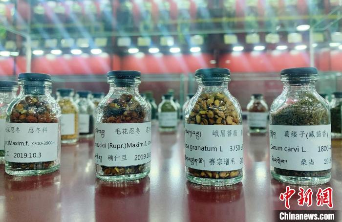 圖為海拔3500米以上珍貴草藥種子?！●R銘言 攝