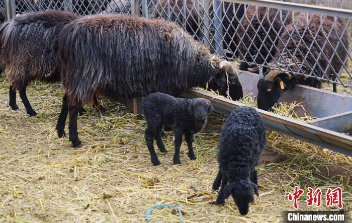 圖為黑藏羊及小羊羔正在吃草。　馬銘言 攝