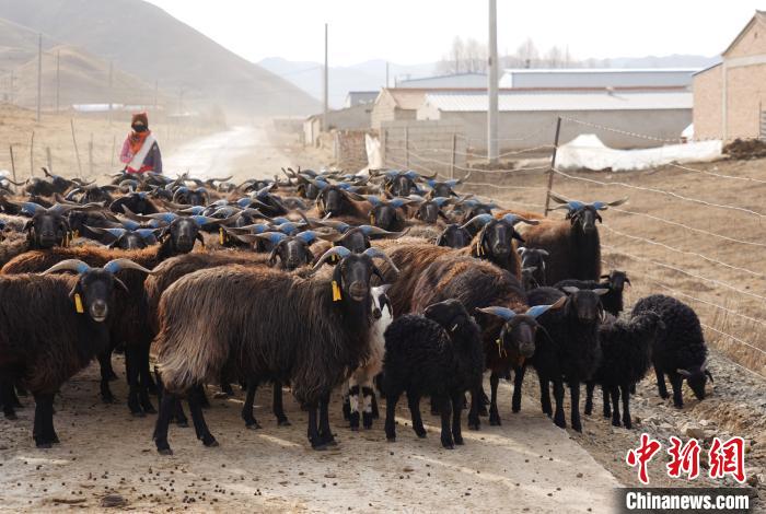 圖為牧民家的黑藏羊?！●R銘言 攝