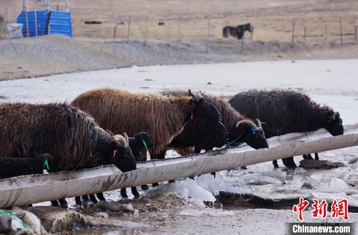 圖為黑藏羊正在喝水。　馬銘言 攝