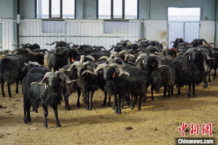 圖為黑藏羊?！●R銘言 攝