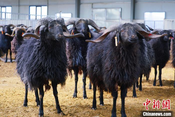 圖為黑藏羊。　馬銘言 攝